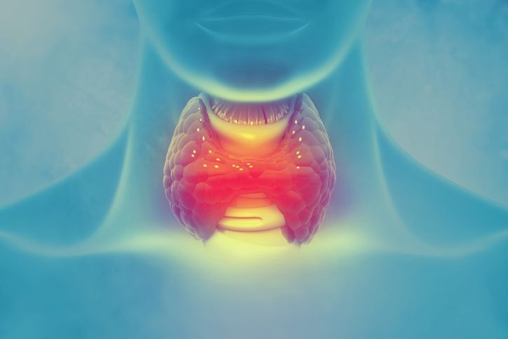What is the thyroid gland and thyroid hormones